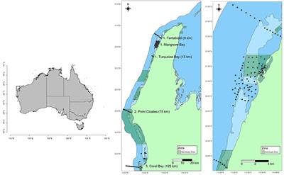 Long-Term Acoustic Monitoring Reveals Site Fidelity, Reproductive Migrations, and Sex Specific Differences in Habitat Use and Migratory Timing in a Large Coastal Shark (Negaprion acutidens)